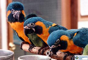 a2a7cb3519470d43fa6aed225eb447b3 Macaw Ara Papağanı Ve Türleri 