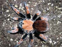 Aphonopelma Bicoloratum