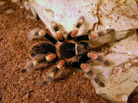 Brachypelma Smithi