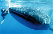 whale shark