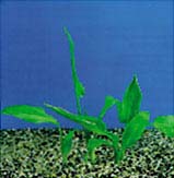 Cryptocoryne ciliata