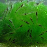 Caridina_japonica