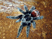 Grammostola Iheringi