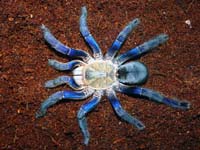  Haplopelma Lividum