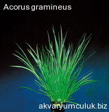 Acorus gramineus
