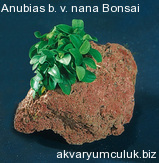 Anubias nana bonsai