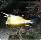 Longhorn Cowfish