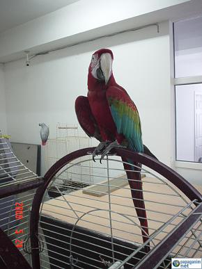 0af3b45d946a182183a16b7e56165ff1 Macaw Ara Papağanı Ve Türleri 