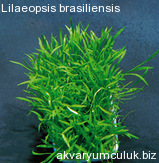 Lilaeopsis brasiliensis