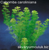 Cabomba caroliniana