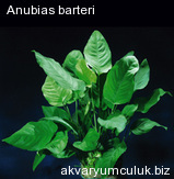 Anubias barteri