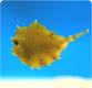 Camel Cowfish