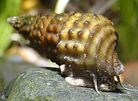 Brotia sp. Henrietta