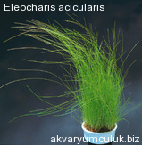 Eleocharis acicularis