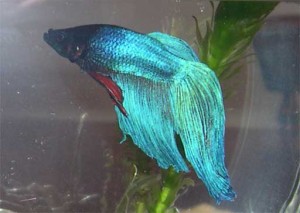 betta3