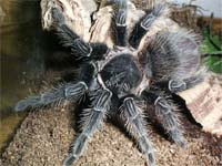  Lasiodora Parahybana