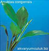 Anubias congensis