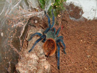  Chromatopelma Cyaneopubescens