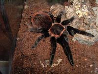  Brachypelma Vagans