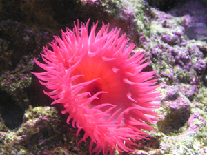 actinia