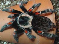 Brachypelma Auratum