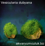 Vesicularia dubyana