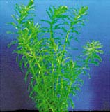 Myriophyllum aquaticum