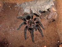  Grammostola Grossa