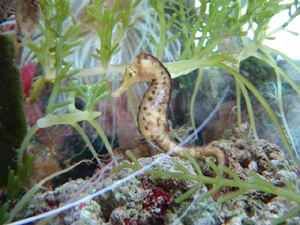 seahorse9