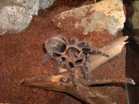  Grammostola Aureostriata