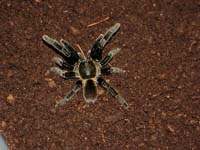  Haplopelma Minax