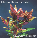 Alternanthera reineckii