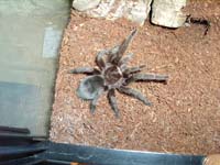  Grammostola Pulchra