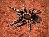 Aphonopelma Seemanni