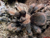  Brachypelma Emilia