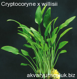 Cryptocoryne x willisii