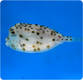 Horn Nosed Cowfish