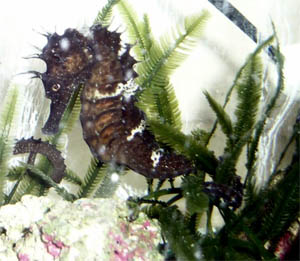 seahorse8