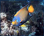 angel fish