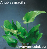 Anubias gracilis