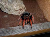  Brachypelma Boehmei