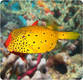 Yellow Boxfish