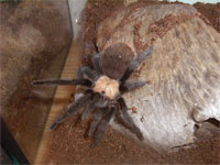 Brachypelma Ruhnaui