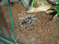  Grammostola Rosea