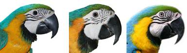 ara macaw papagani