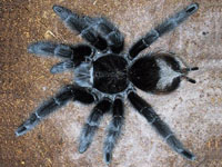 Grammostola Actaeon