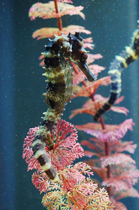 seahorse2