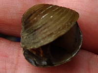 atlas akvaryum corbicula fluminea