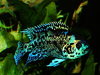 rocio octofasciatum blue jack dempsey